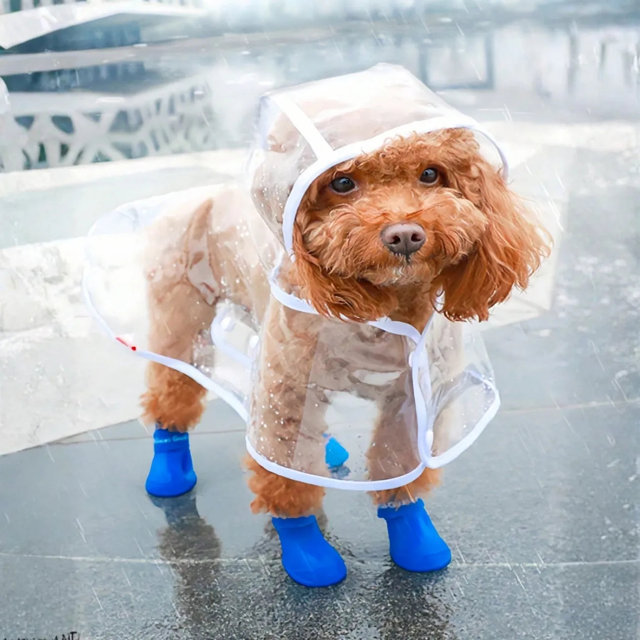 Waterproof Pet Raincoat With Hood And Button Closure